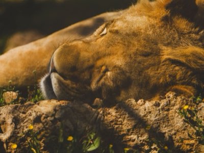 Safári África: Estratégia Ideal para Avistar os 5 Grandes Animais