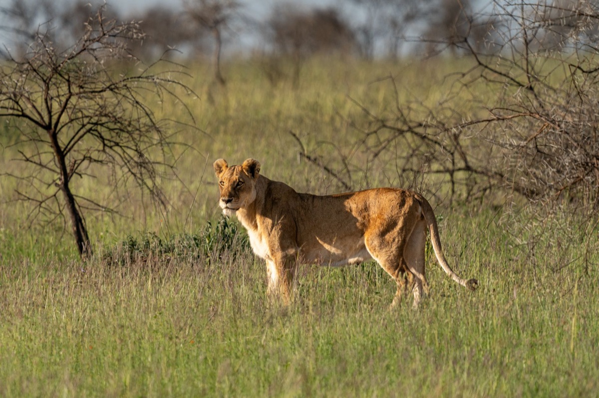 leão no savana