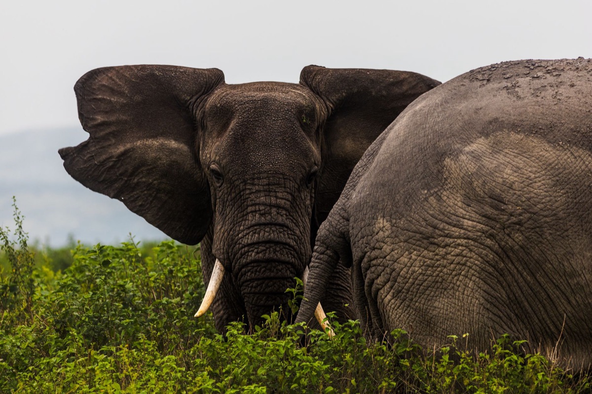 elefante no bush africano