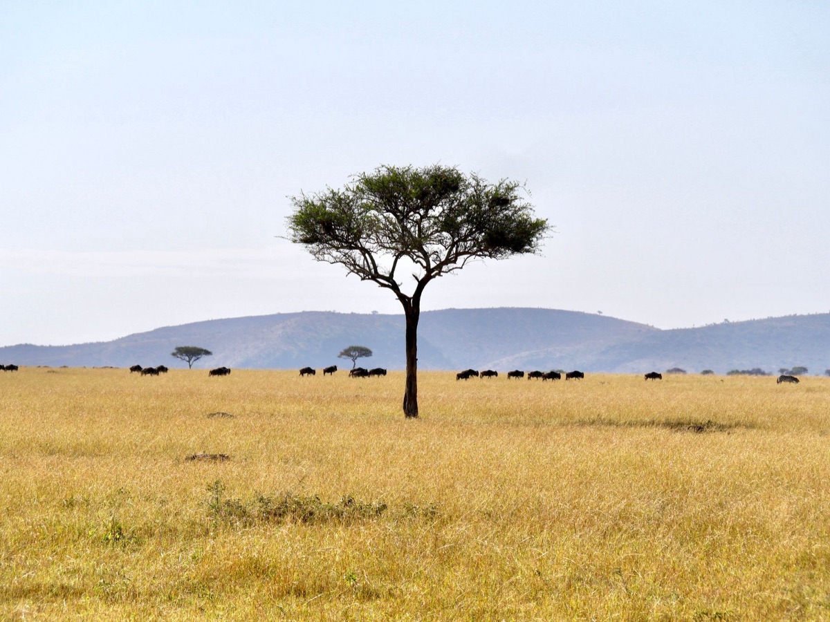 safari lodge exterior with acacia trees