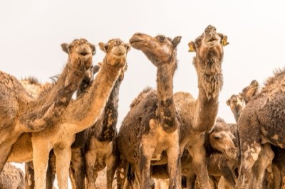 7 to 10 Days: Experiencing the Vastness of the Sahara Desert