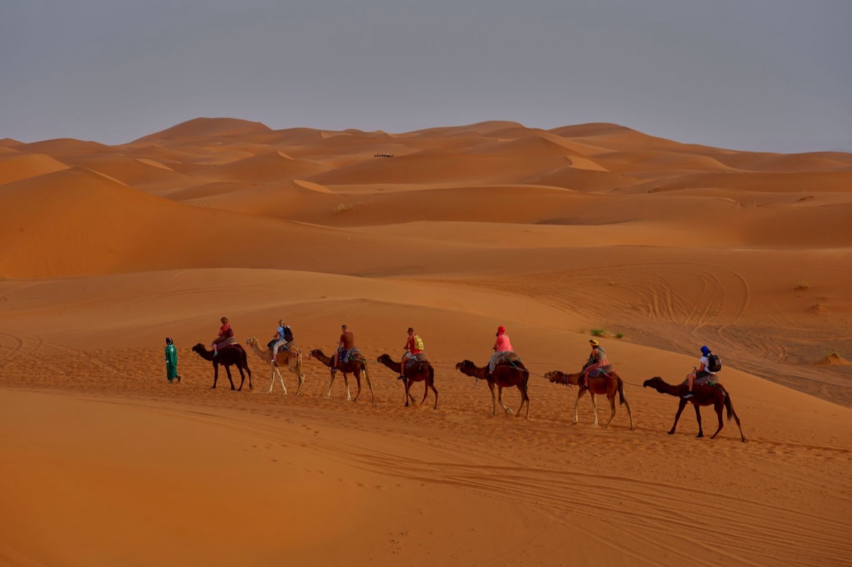 Sahara Desert camel caravan