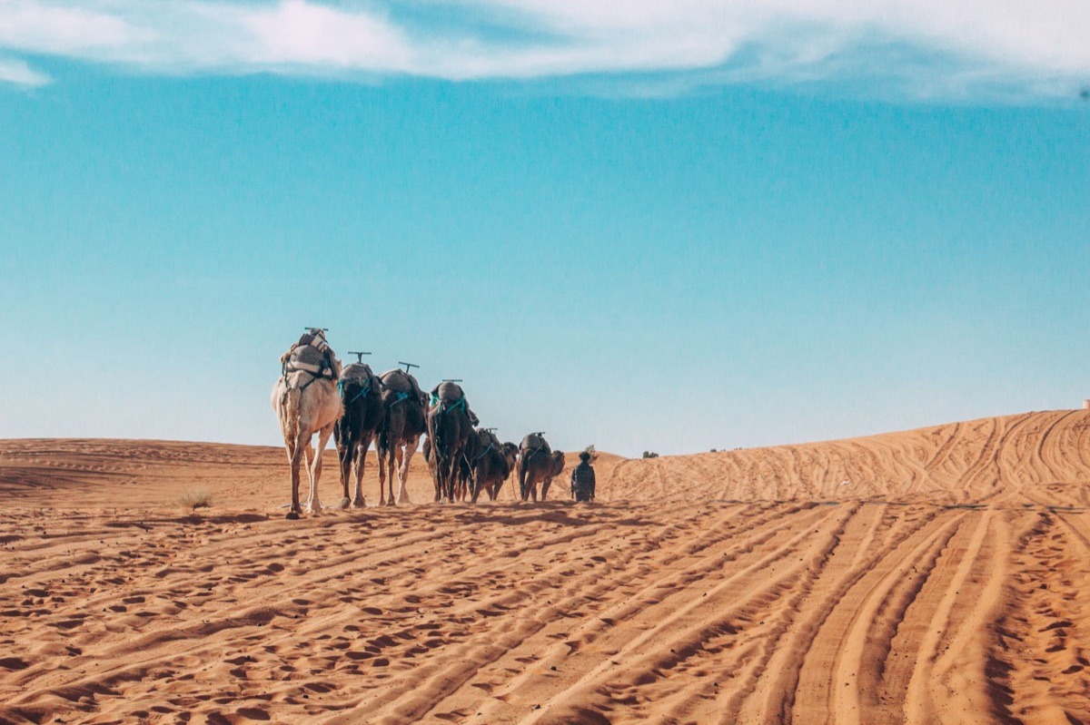 Une caravane de camels dans le désert de Sahara