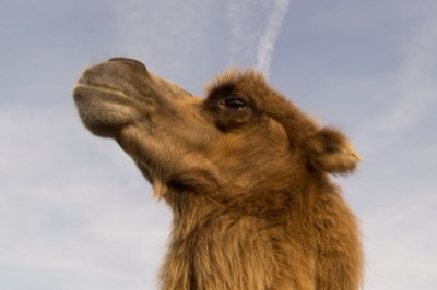 Sahara: 7-10 giorni per l'avventura nel cuore del deserto