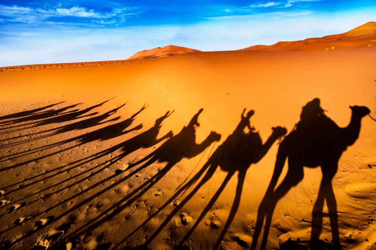 Sahara camel caravan