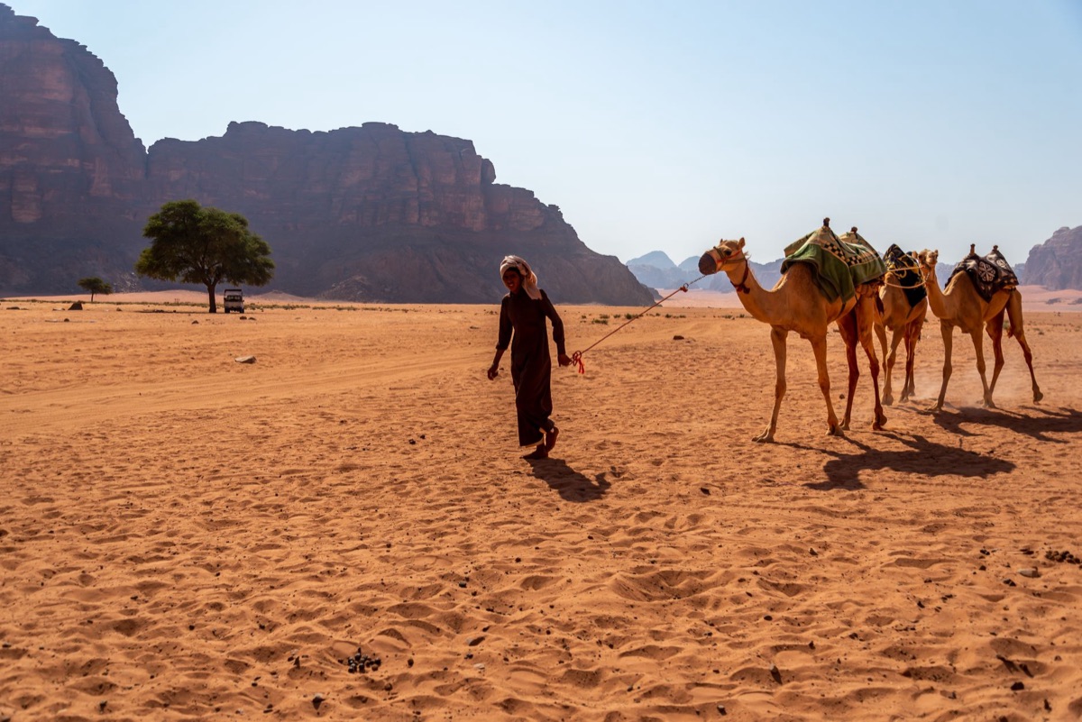 caminhada de camelo pelo deserto