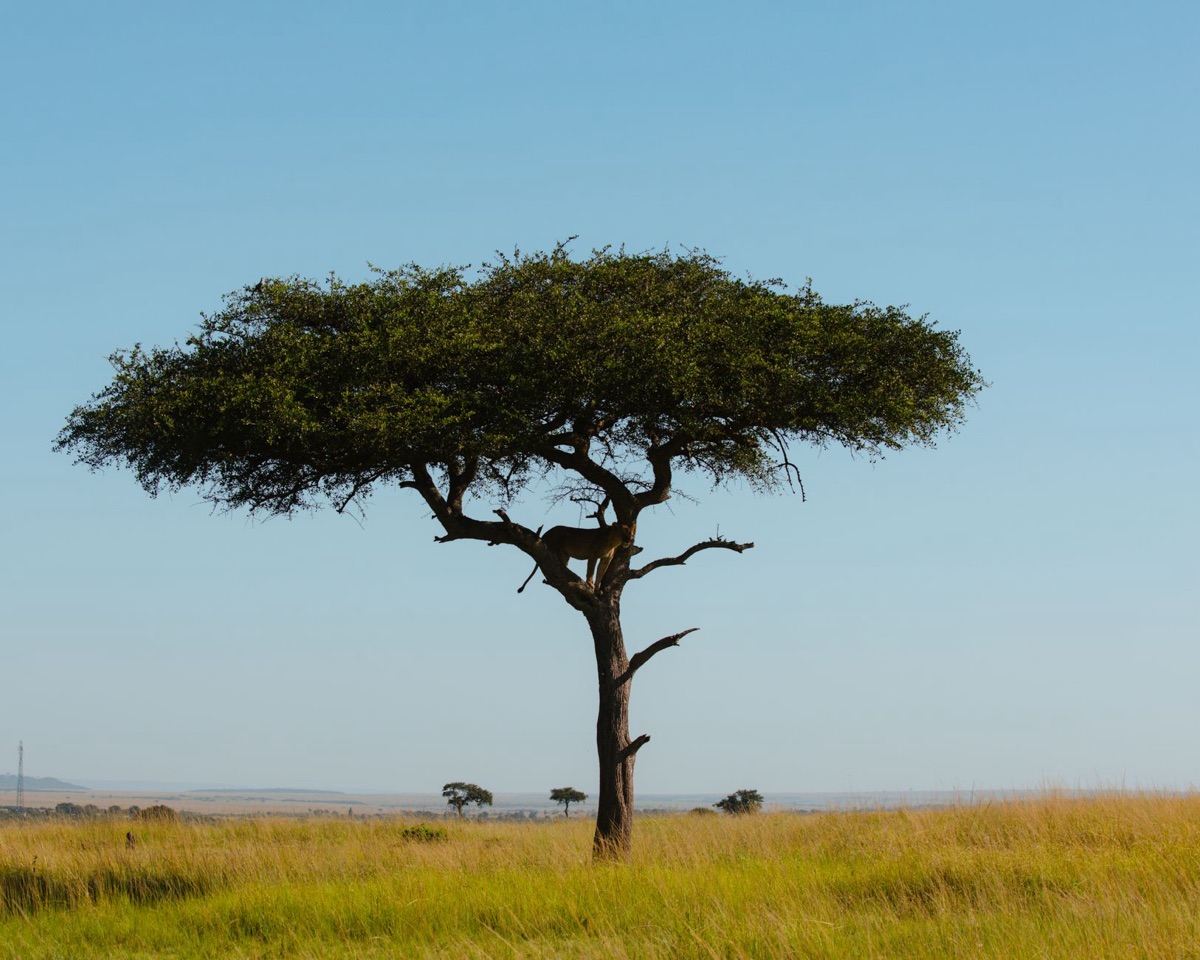 African wildlife in savanna