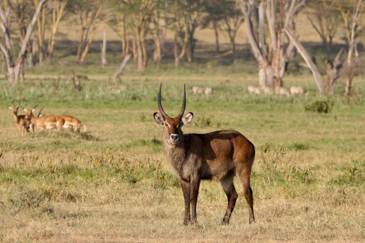 Afrikaanse savanna met wild