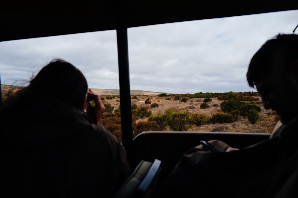 guia de safári e animal na África