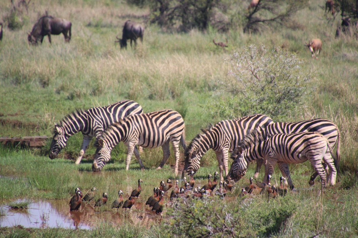 african wildlife in savanna