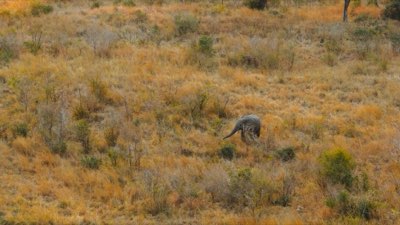 Gnu e Zebre: La Migrazione Ciclica nel Serengeti e Masai Mara
