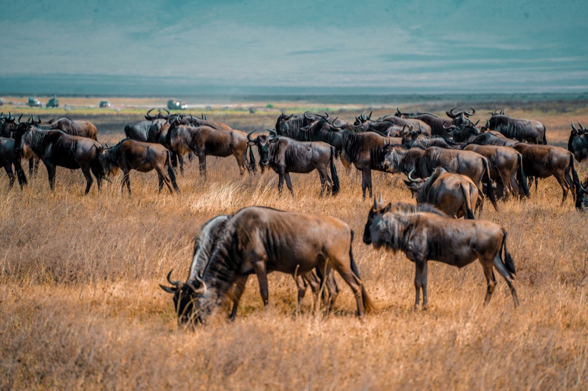 Safari migration calendar 2025 Africa
