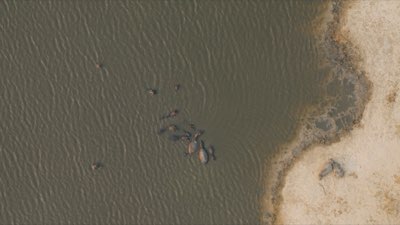 Big Five erleben: So planen Sie die ultimative Tierbegegnung