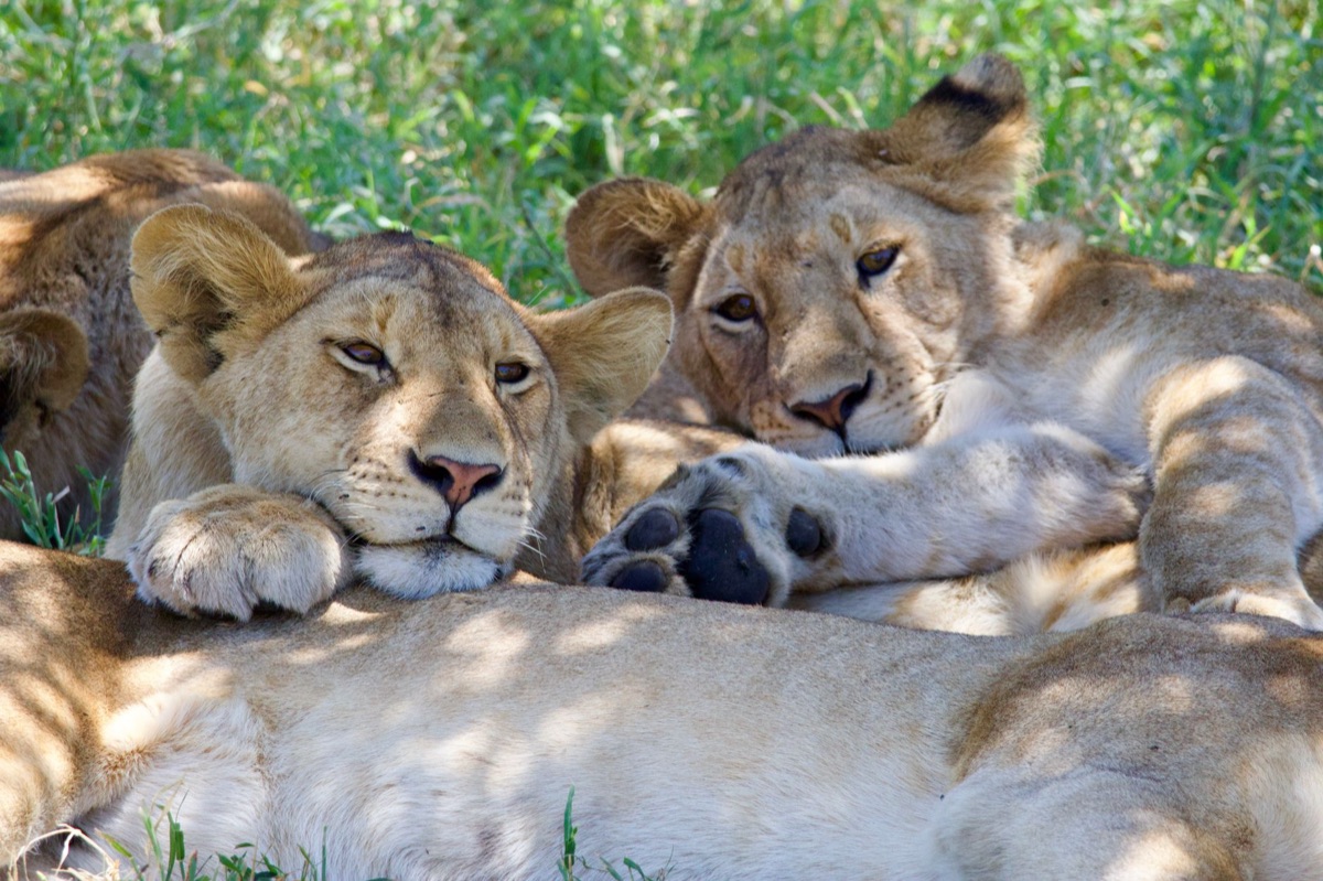 Safari camp on the Serengeti