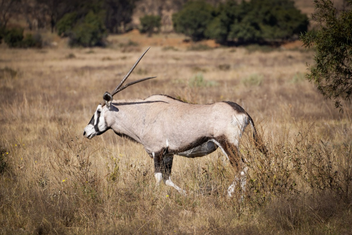 Wildlife in the African savanna
