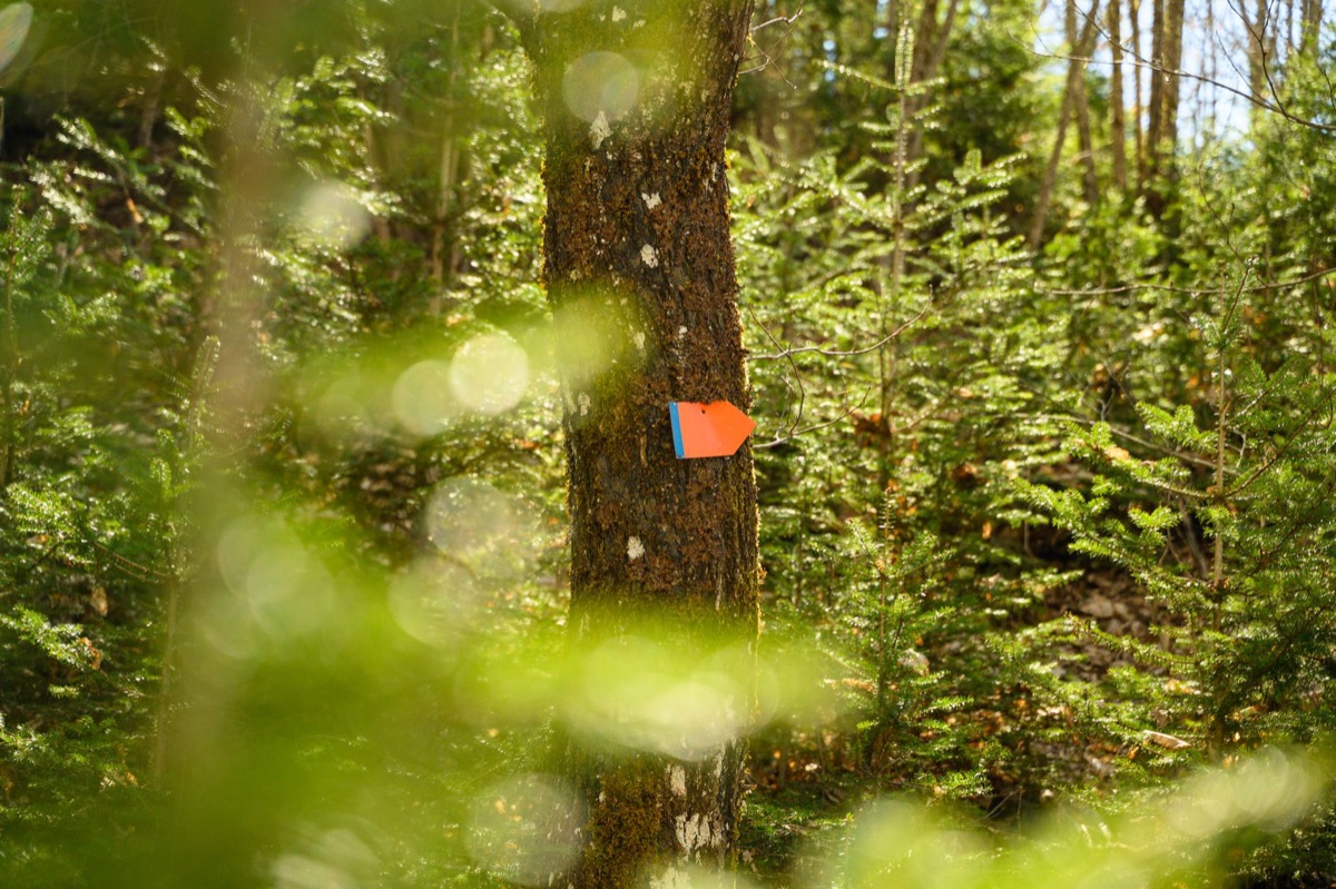 African safari trail markers