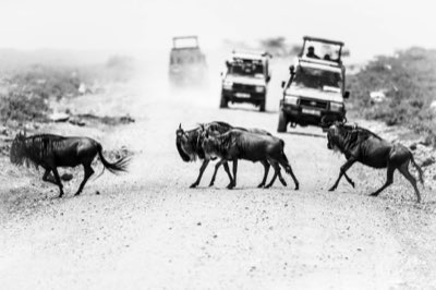 Guide expert pour concevoir votre safari africain parfait