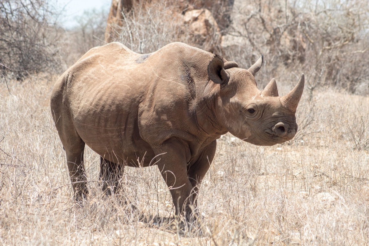 Suivi du rhinocéros dans l'herbe sèche