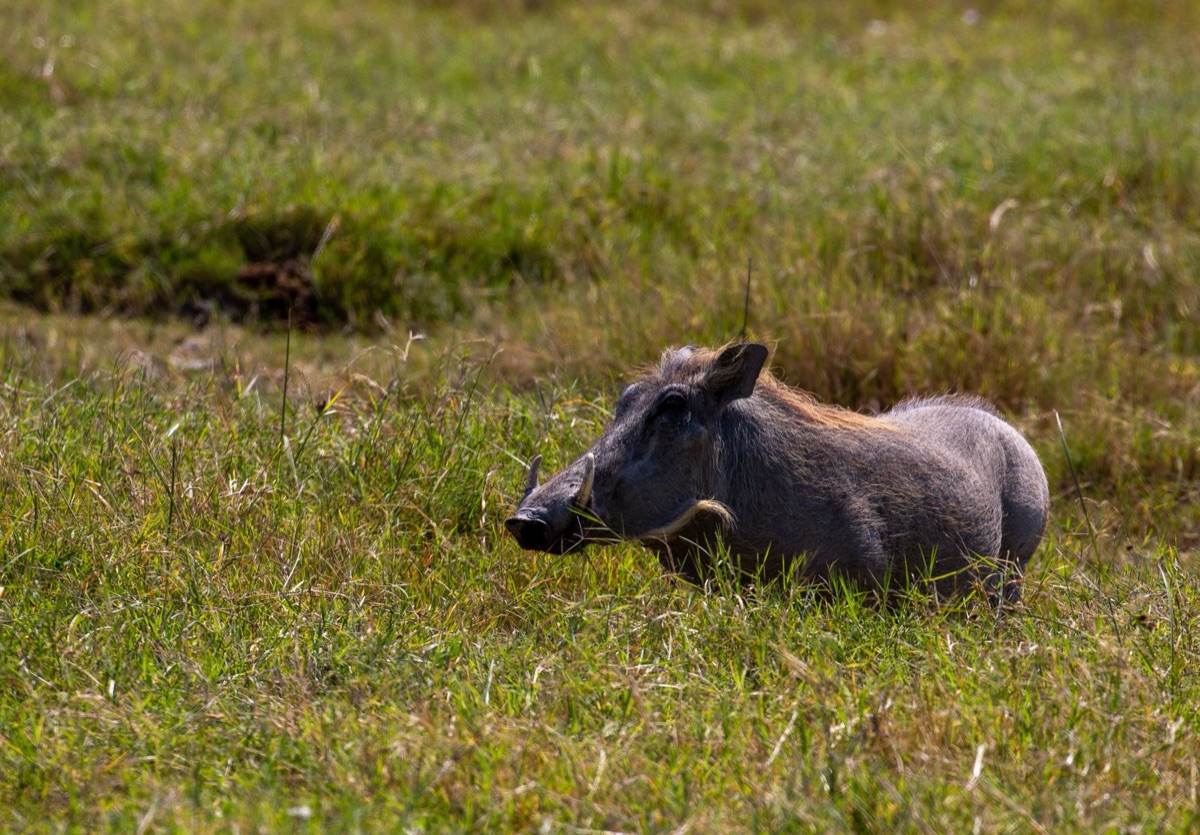 Wildlife in afrisch savanna