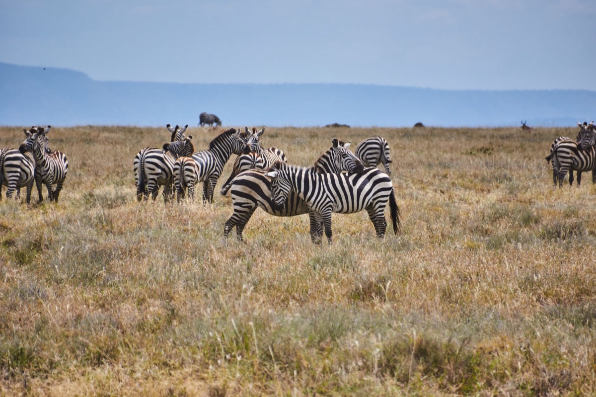 Eine Herde Zebras in einer Savanne