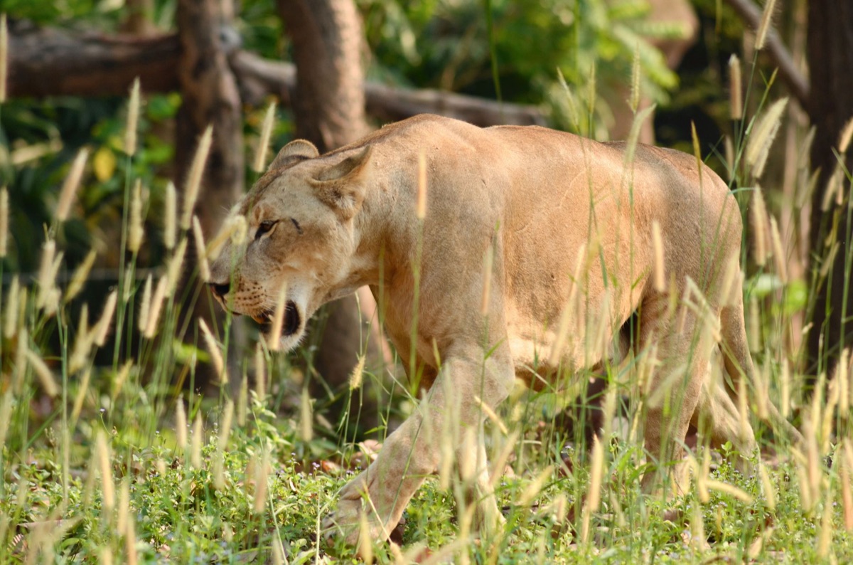 Locating Big Five: Matching Habitat to Apex Predator Needs