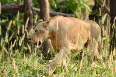 Locating Big Five: Matching Habitat to Apex Predator Needs