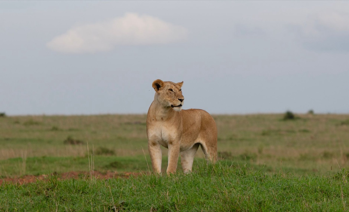 Lioness hunting in african savannah