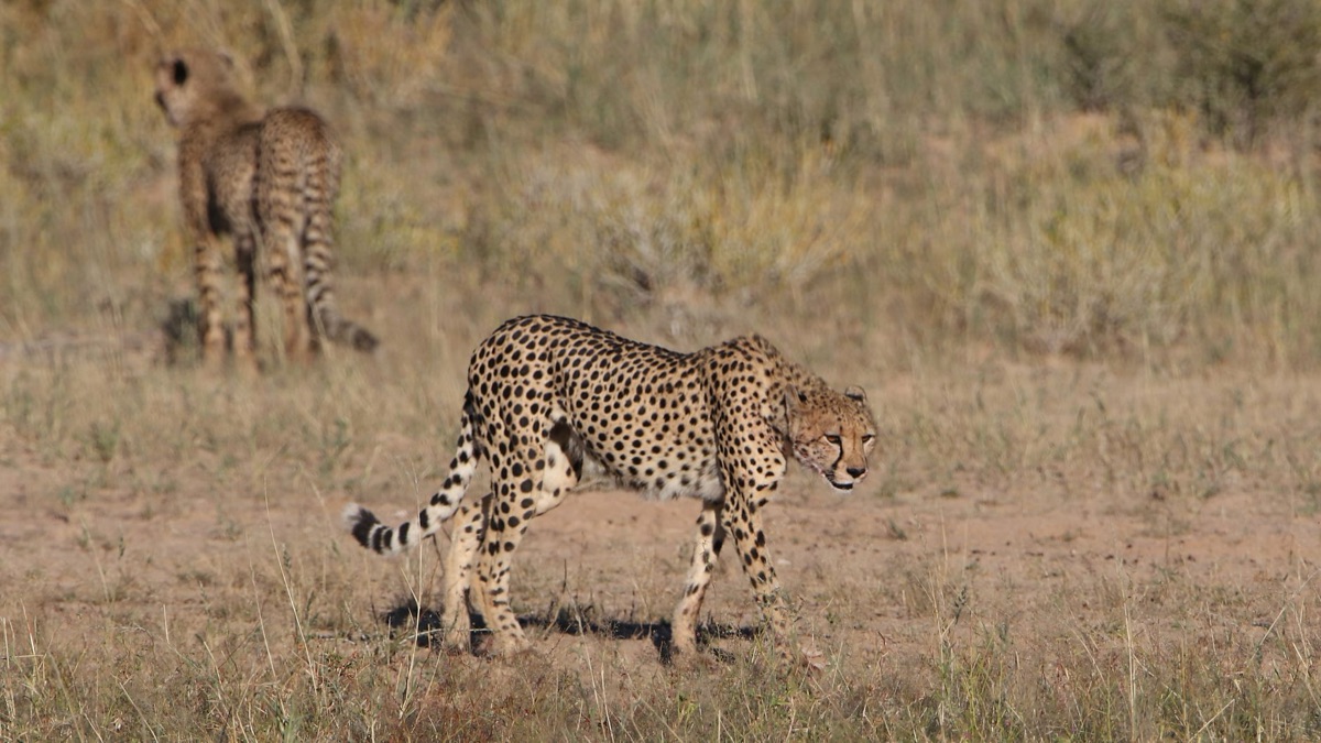 Cheetah tracking in african savannah