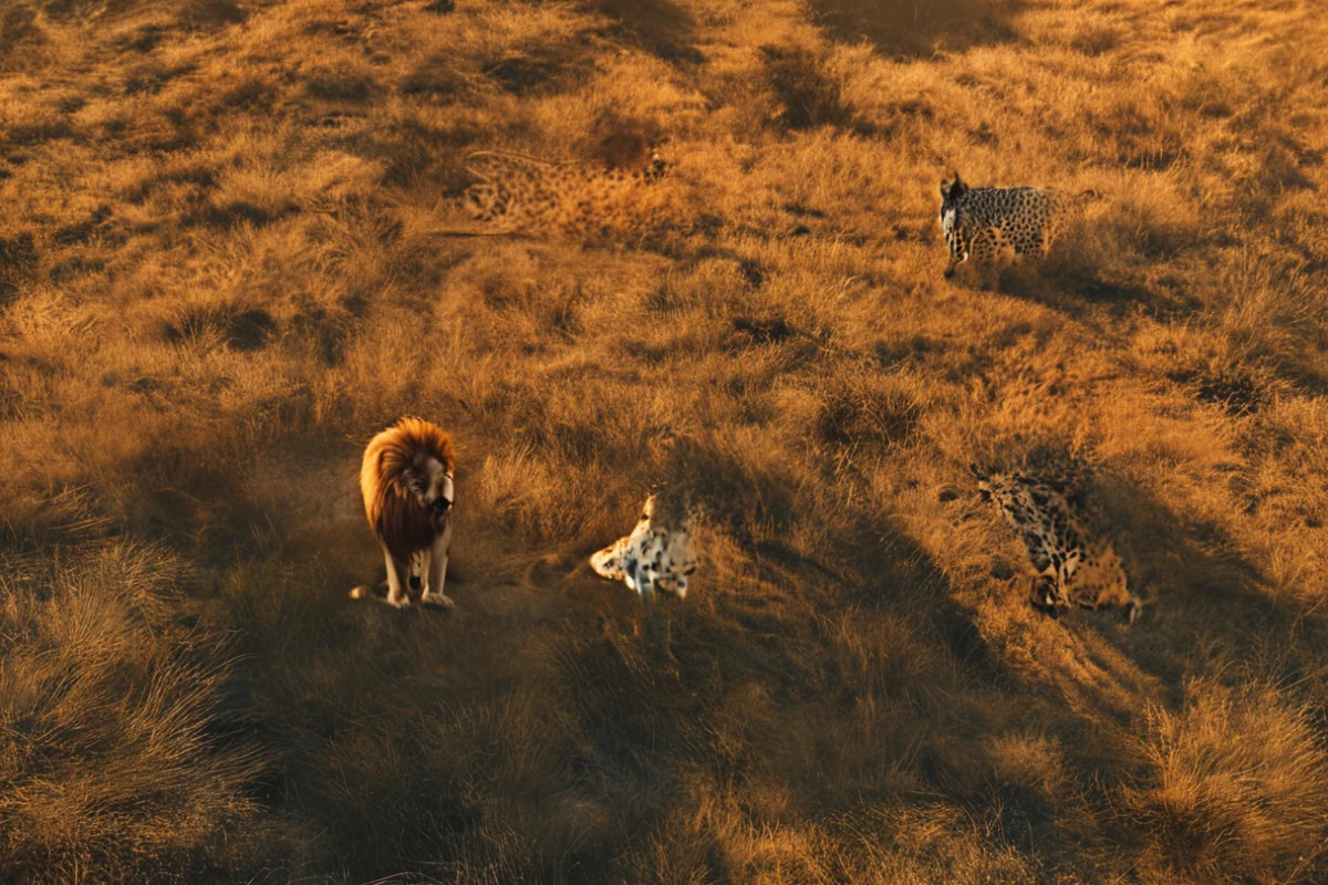 Safari exitoso: Claves para observar al Big Five en la sabana