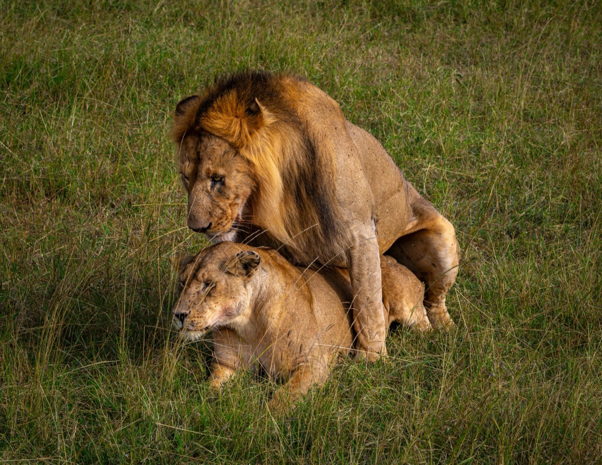Lion in savannah