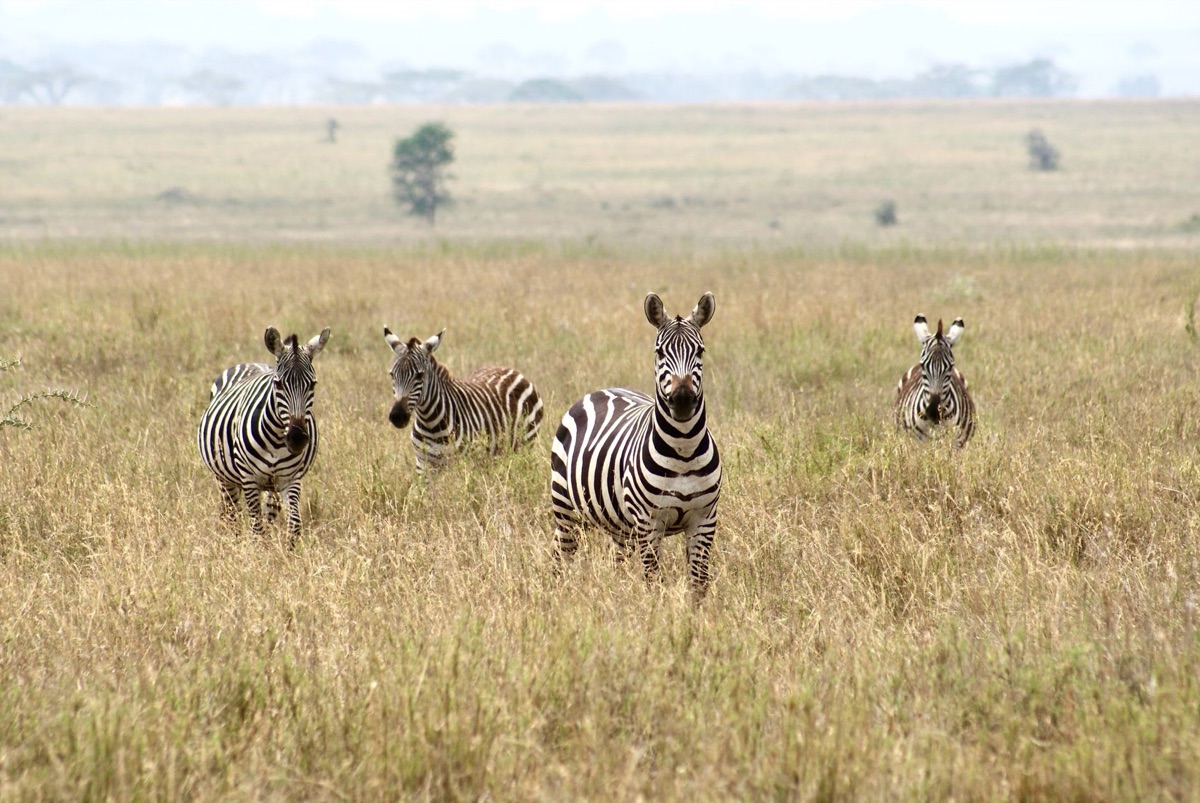Zebra herd in savanna