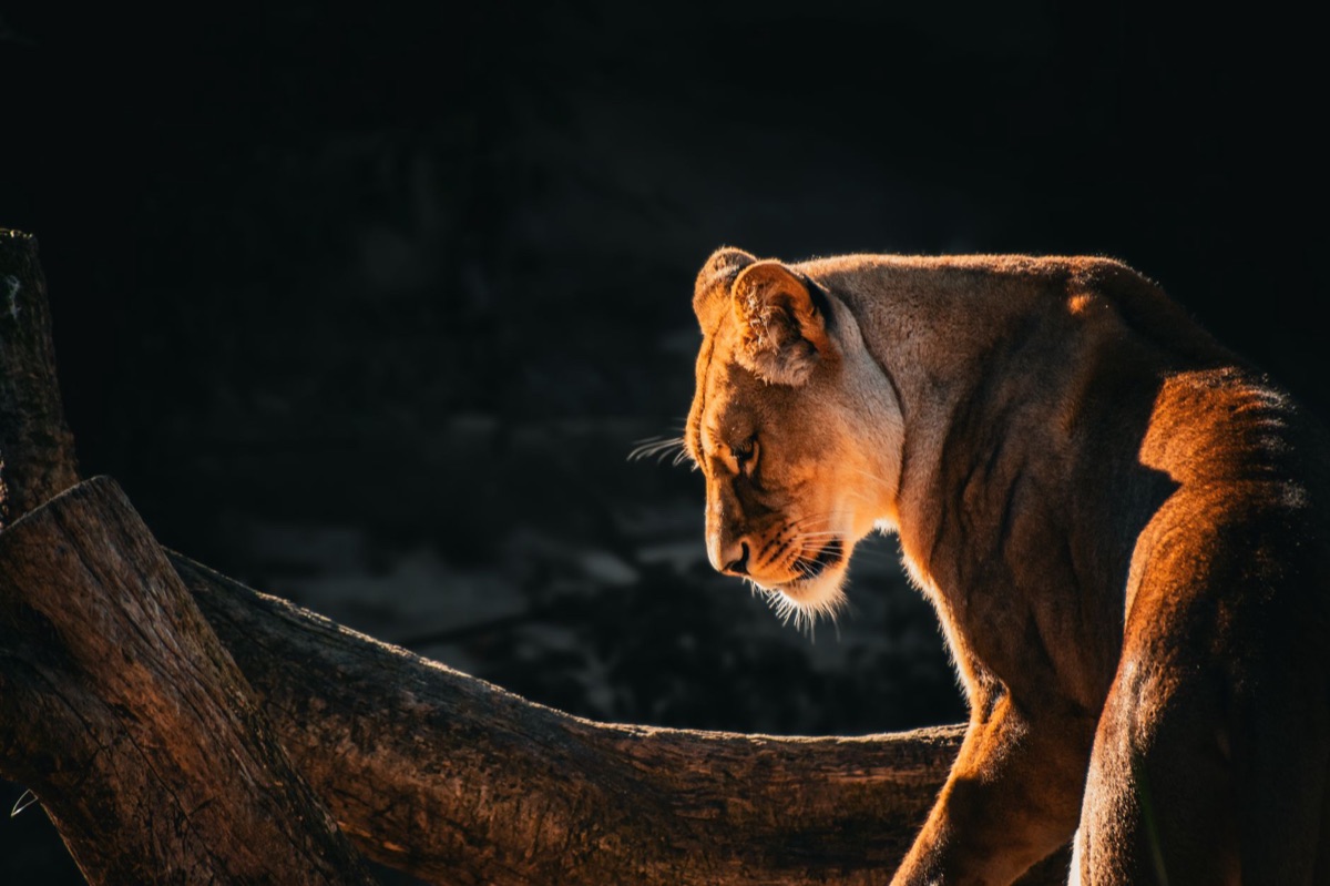 Big Five : Le timing parfait pour observer la faune africaine