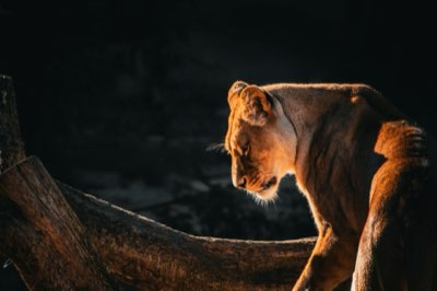 Big Five : Le timing parfait pour observer la faune africaine