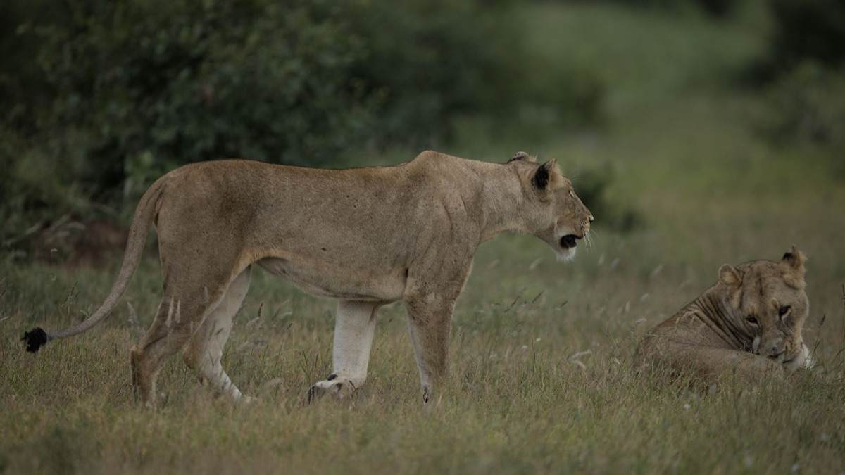 lioness on savannah