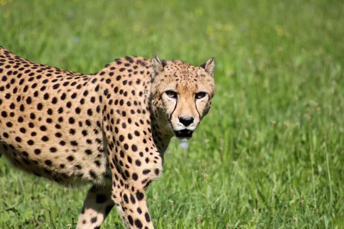 cheetah in savannah