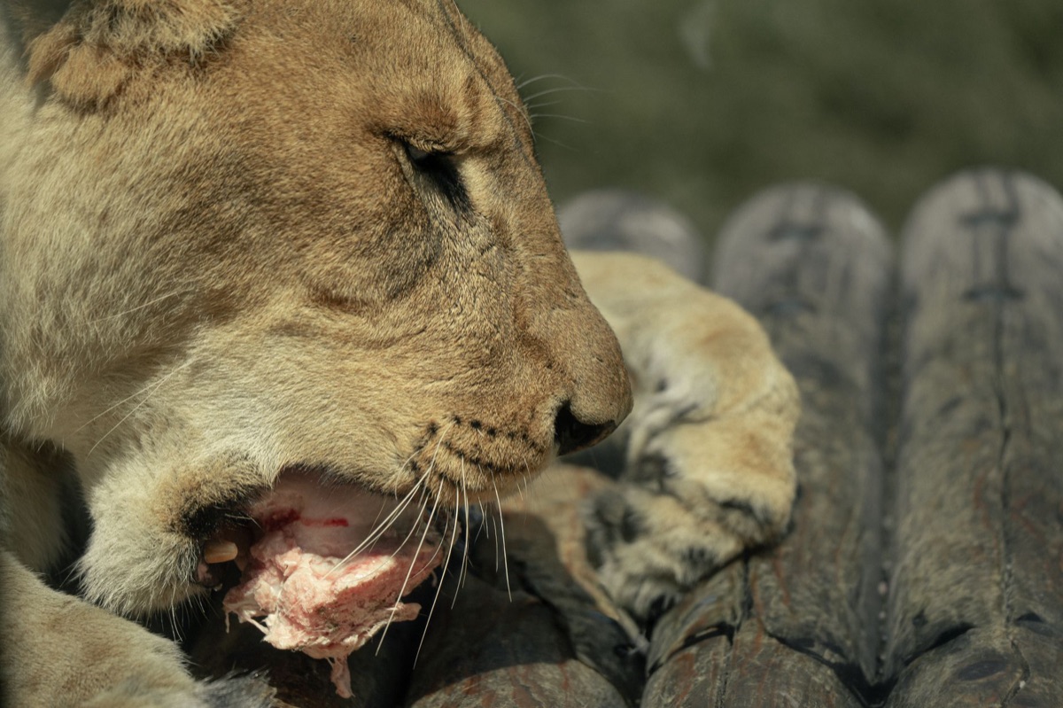 Big Five: Segui il linguaggio silenzioso della savana africana