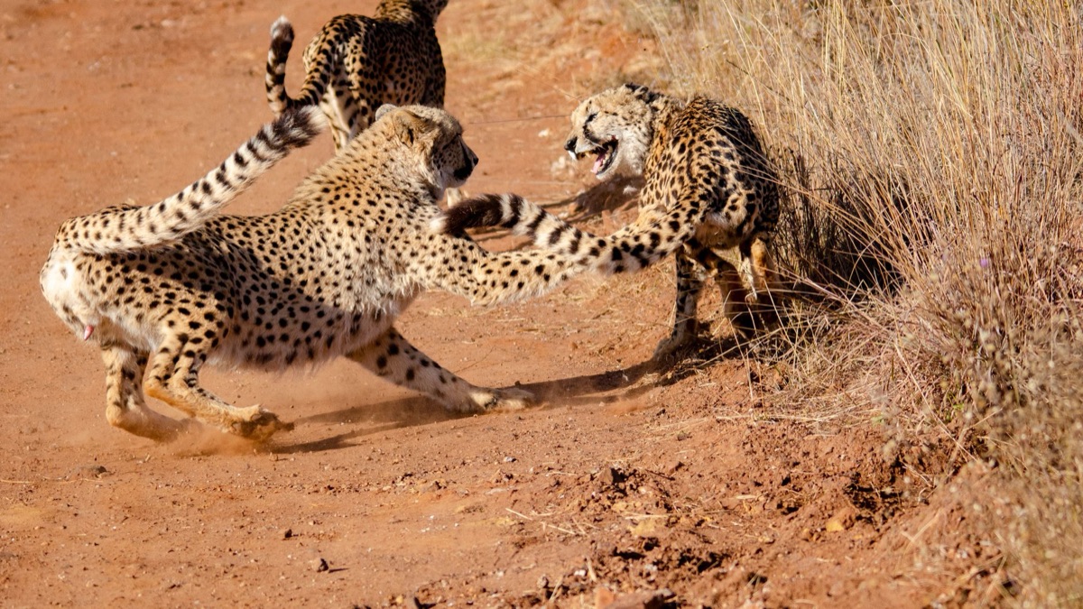 cheetah patterns in africa