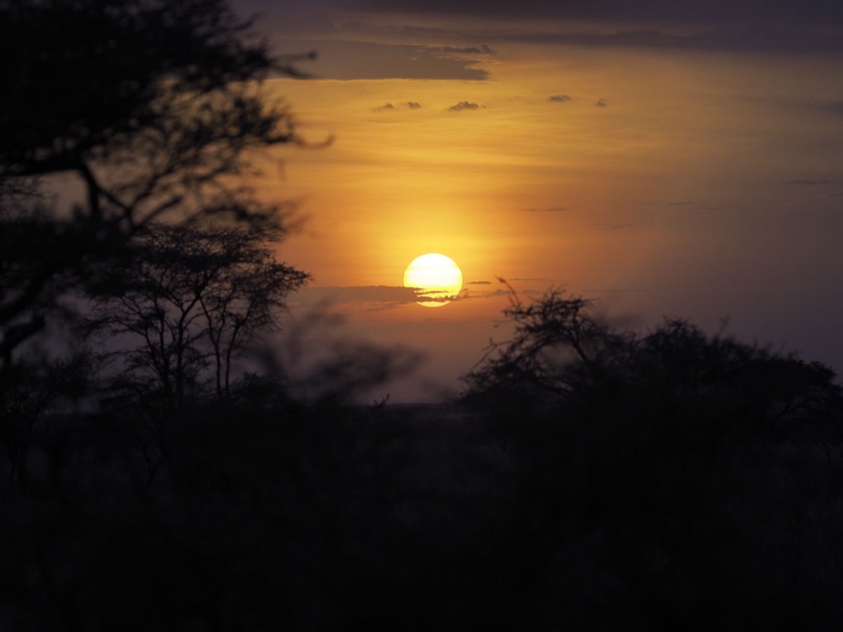 Safari succes: Begrijp de patronen van de Big Five dieren