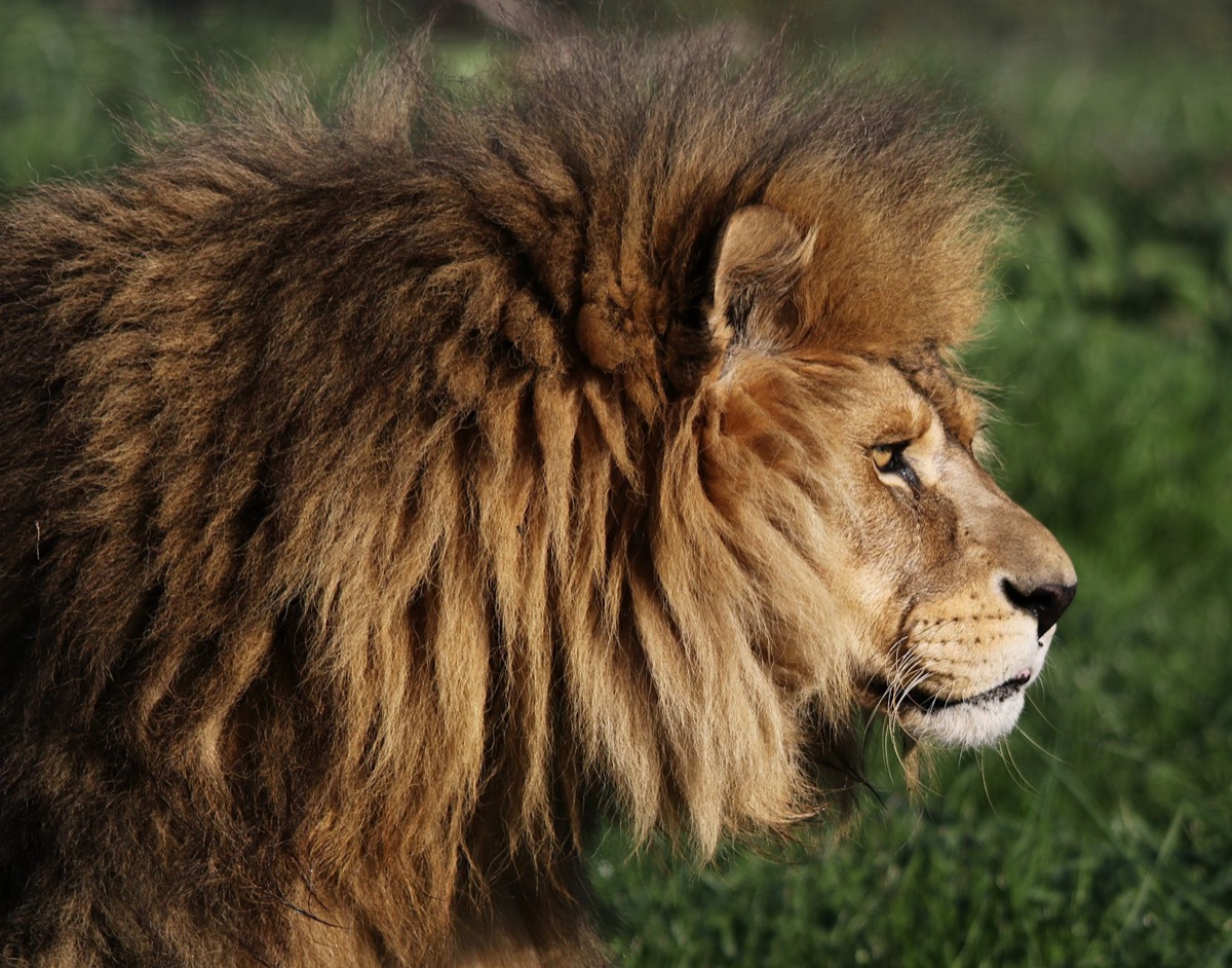 lion savannah