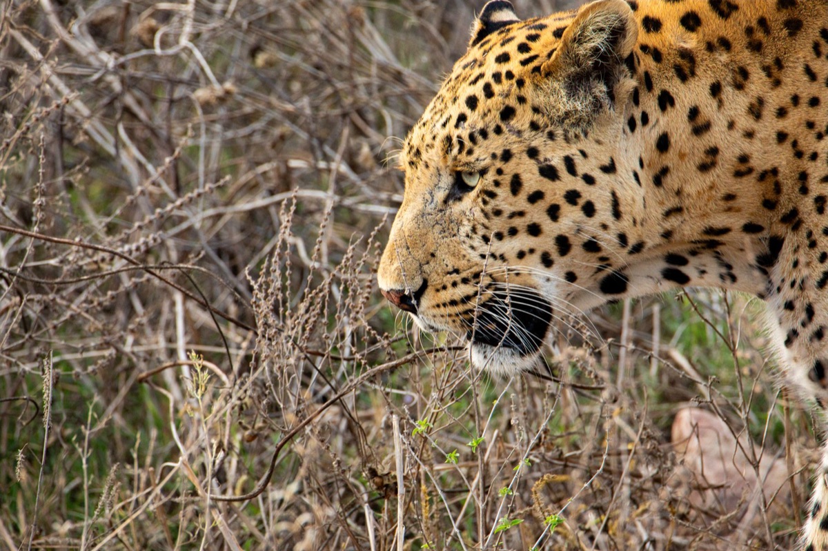 leopard tracking africa