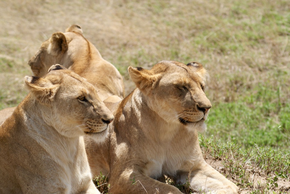 leão na savana