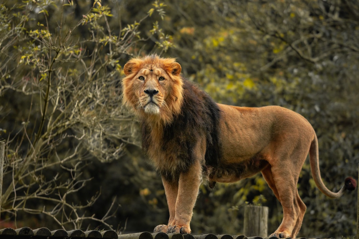 塞倫格蒂的機遇：規劃完美非洲野生動物觀察行程完整指南
