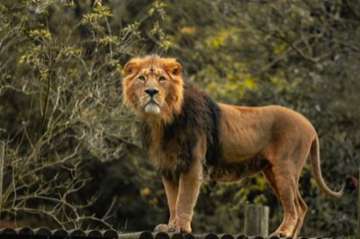 塞倫格蒂的機遇：規劃完美非洲野生動物觀察行程完整指南