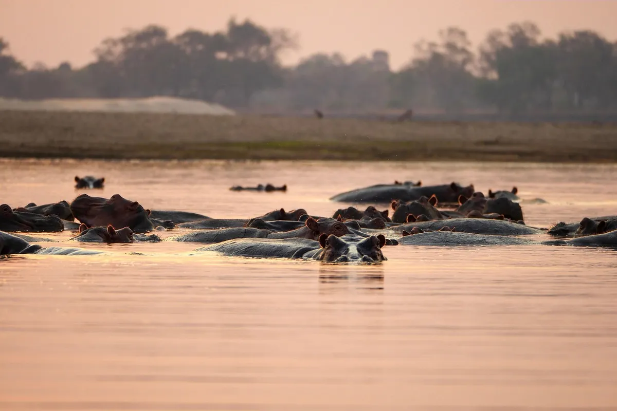 hippopotamus, hippos, africa, zambia, sunset, safari, wildlife, nature, animals