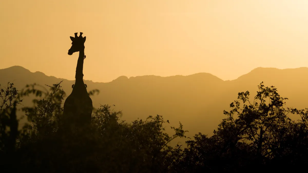 giraffe, sunset, south africa, africa, safari, nature, landscape, wilderness, wild animal, silhouette, animal, twilight, dusk, giraffe, giraffe, giraffe, south
