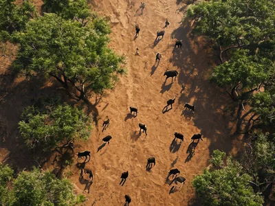 Migratie tijdstip: Grote migratie tijdstip voor beste safari