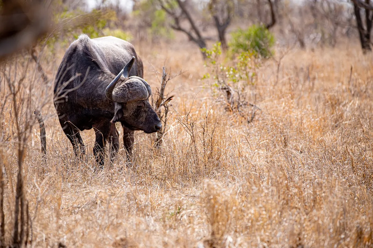 buffalo, bison, safari, south africa, africa, wilderness, big five, dangerous