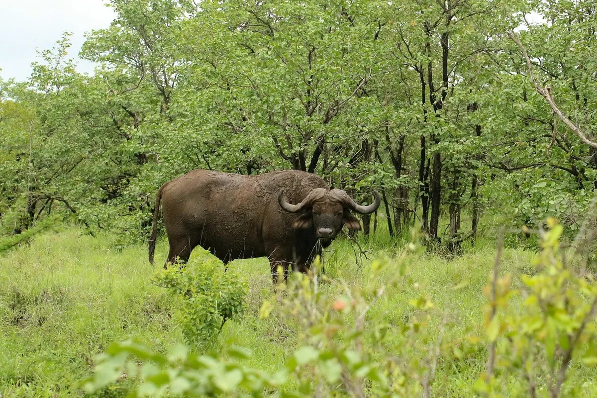 buffalo, big five, horn, male, strong, africa