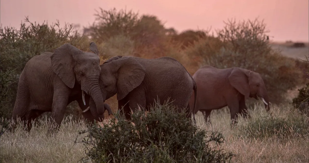 elephant, big five, mammals, africa, safari, nature, wilderness, pachyderm, animal, wildlife, mammal