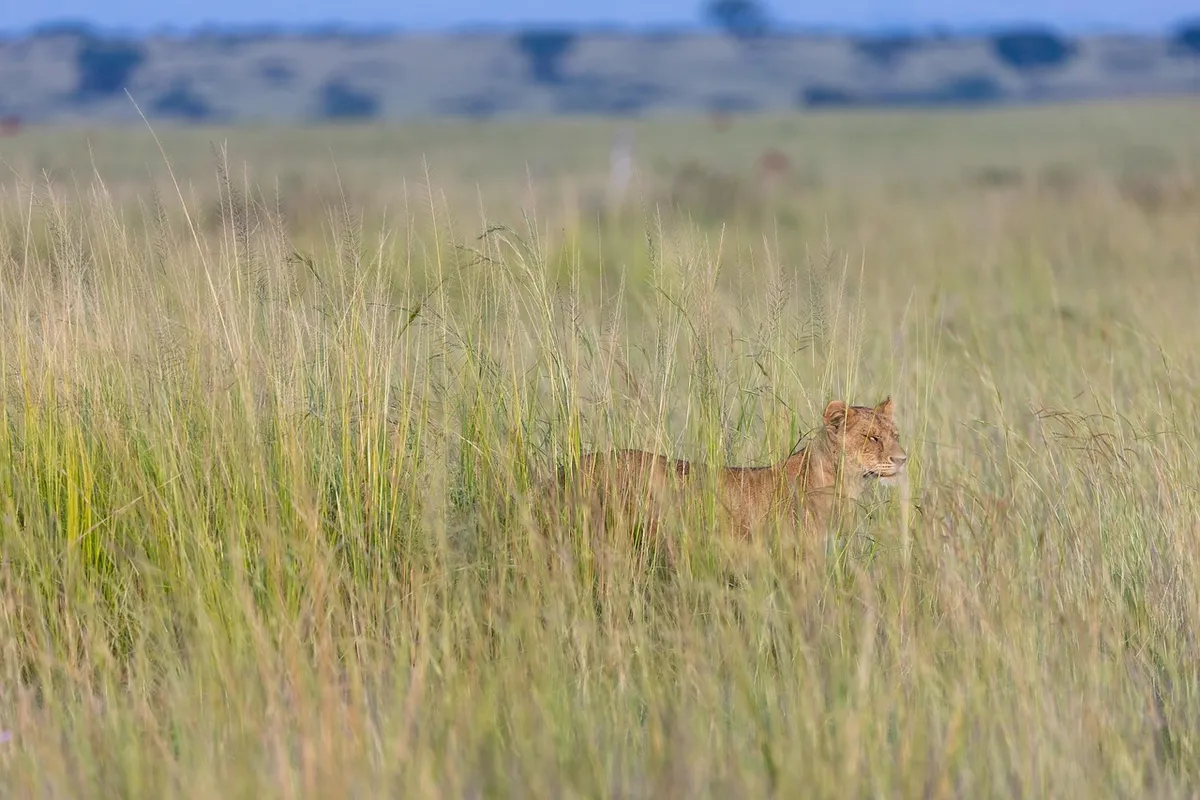 lion, grass, lioness, wildlife, big five, africa, safari, nature, national park, landscape